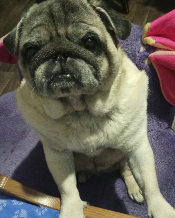 Пожилая мопсиха Джесси сидит на фиолетовой подстилке и смотрит в камеру крупным планом.