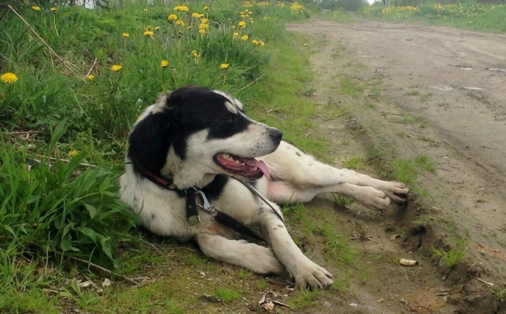 Большая чёрно-белая собака породы среднеазиатская овчарка Хаба лежит на обочине грунтовой дороги среди одуванчиков, высунув язык и отдыхая»