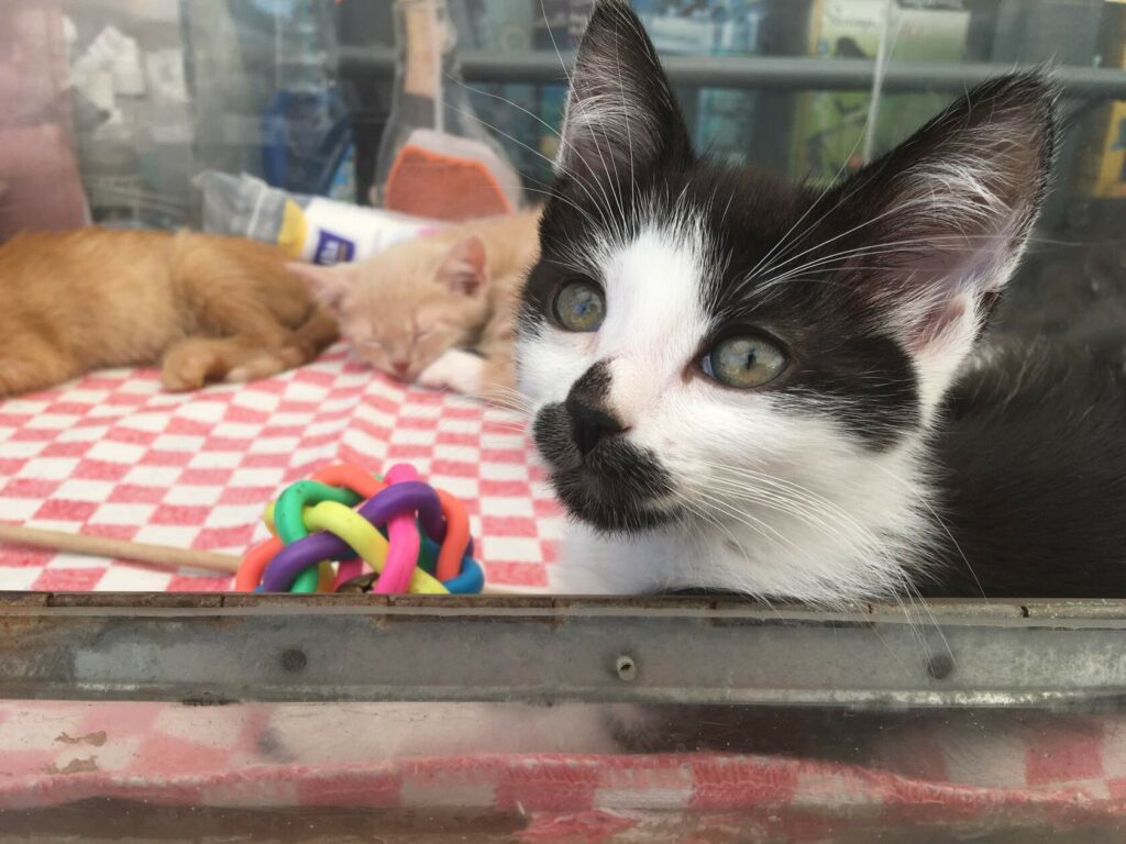 Чёрно-белый котёнок у витрины, на фоне спящие рыжие малыши