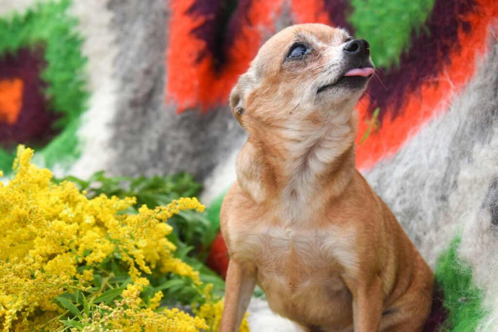 Маленькая собака Козявка высовывает язычок, портрет для поста о лечении