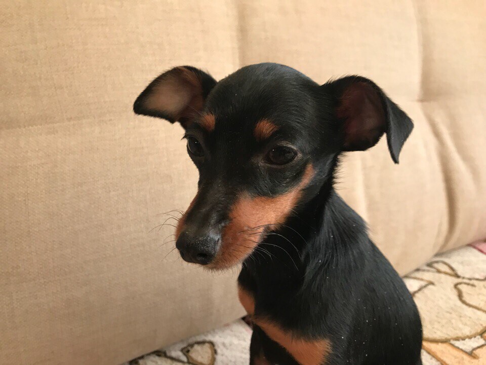 Маленький чёрно-рыжий крысарик 7 месяцев крупным планом, сидит на диване и смотрит в сторону.