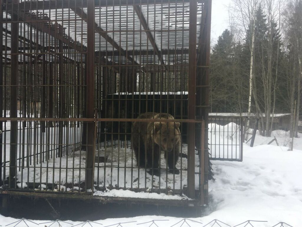 Бурый медведь зимой в просторной вольере приюта, стоит у решётки.