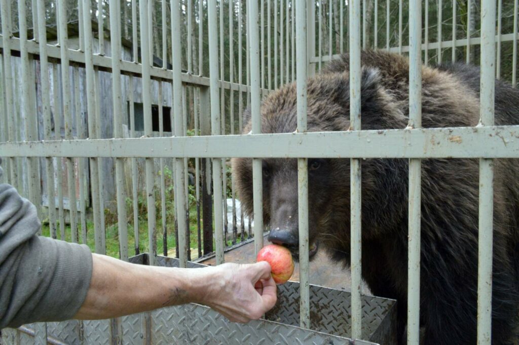 Бурая медведица Феня в вольере ест яблоко из рук волонтёра, гуманитарная помощь для зверя
