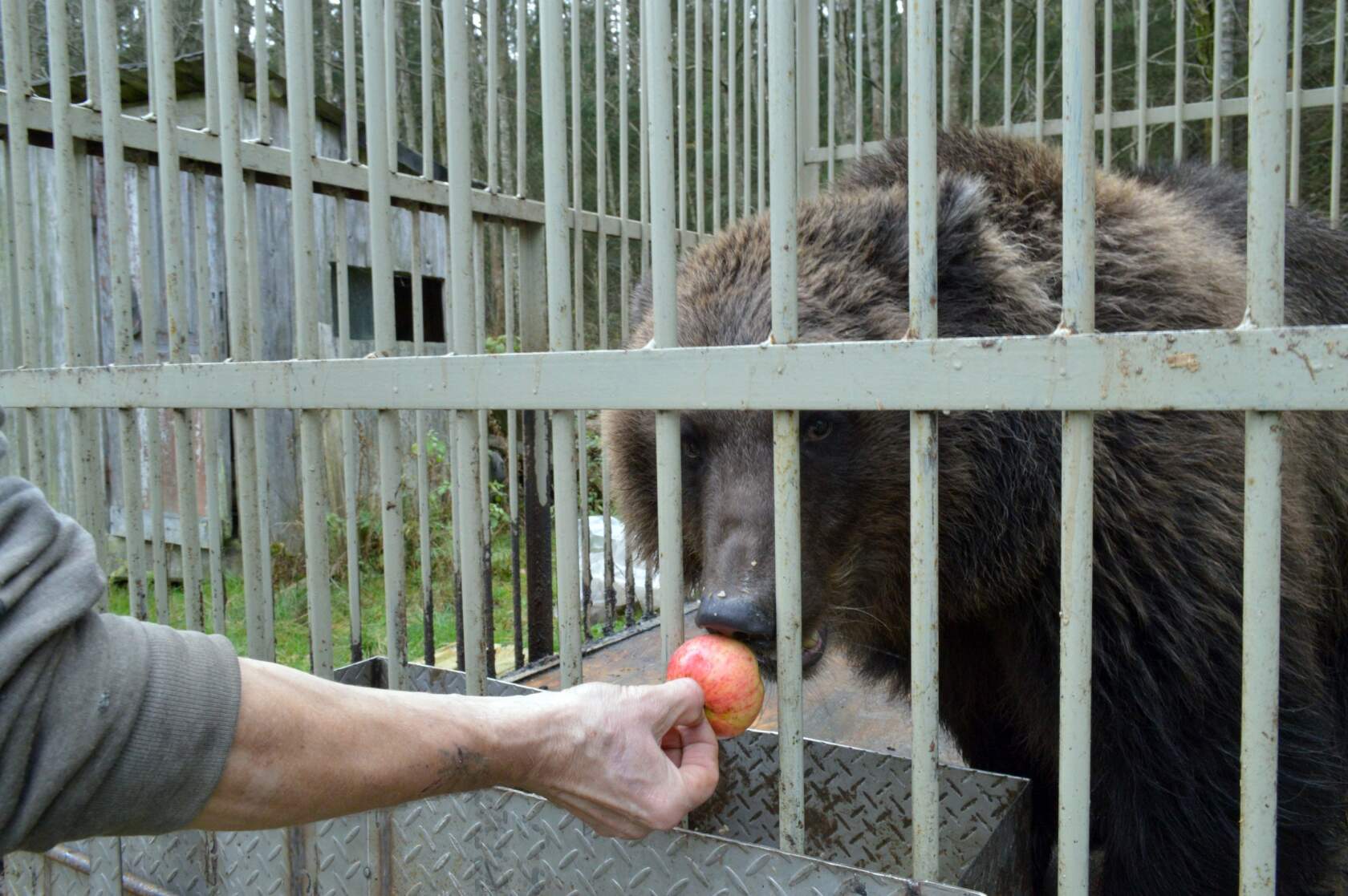 Бурая медведица Феня в вольере ест яблоко из рук волонтёра, гуманитарная помощь для зверя
