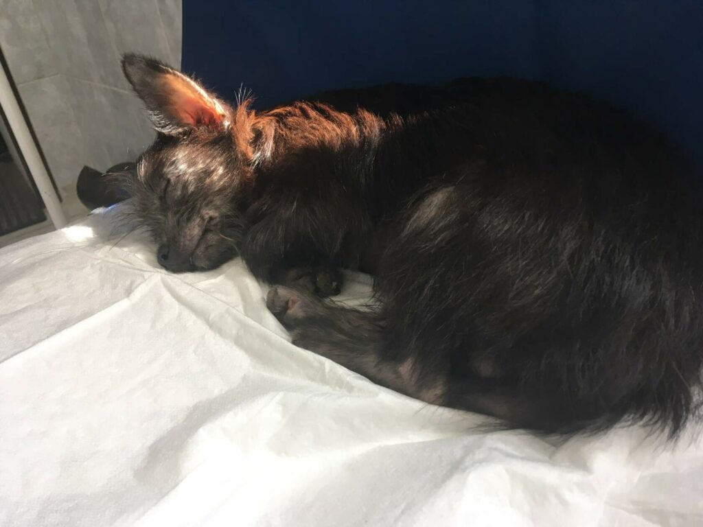 Спит маленькая чёрная собака Мумми с катетером на белой пелёнке в ветклинике