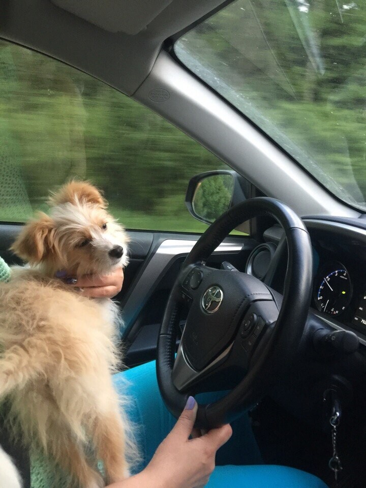 Светло-рыжий лохматый щенок сидит у водителя в салоне автомобиля и смотрит вперёд; на руле логотип Toyota