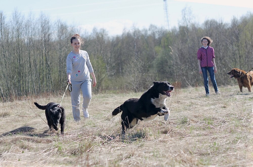 Две девушки выгуливают трёх собак на открытом поле