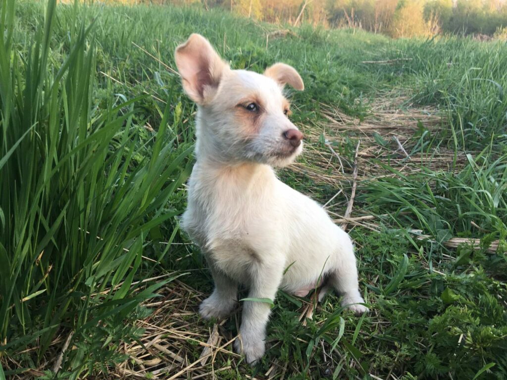 Светлый щенок с большими ушами сидит в траве и смотрит в сторону