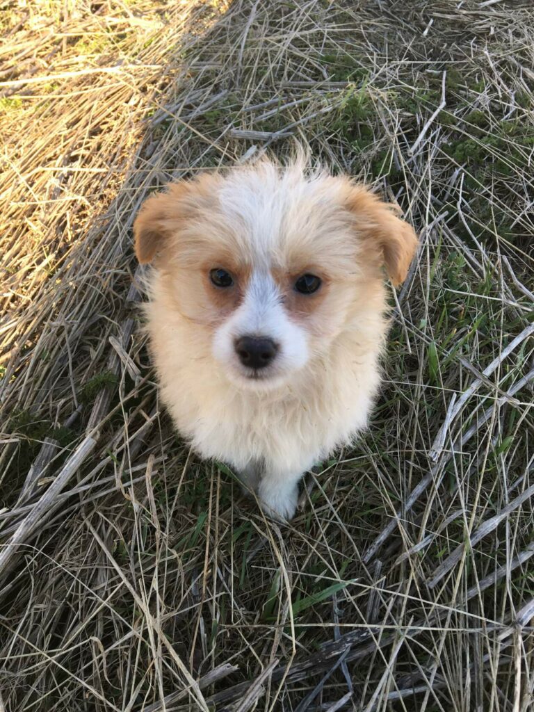 Щенок в дар: пушистый кремовый малыш на природе, крупный план мордочки