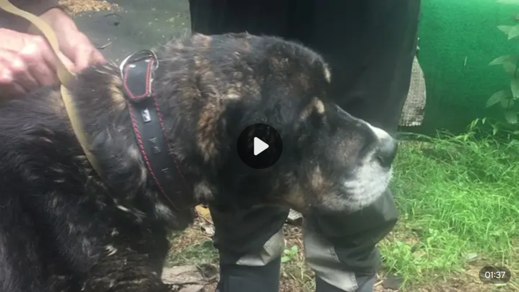 Переодеваем сбрую среднеазиатской овчарке Мирону