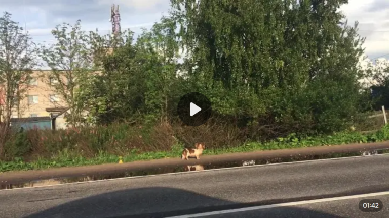 Бездомная маленькая собака бегает по трассе (видео)