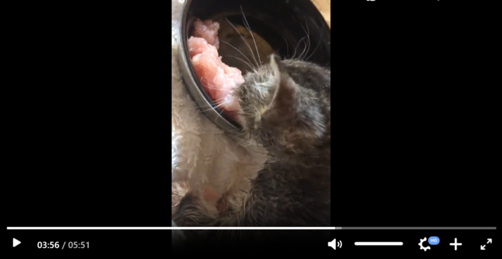 Бездомный котенок в приюте ест мясо (видео)