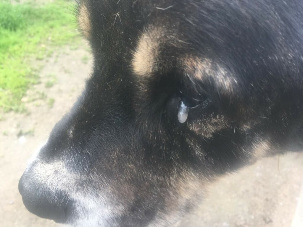 Алабай Мирон плачет