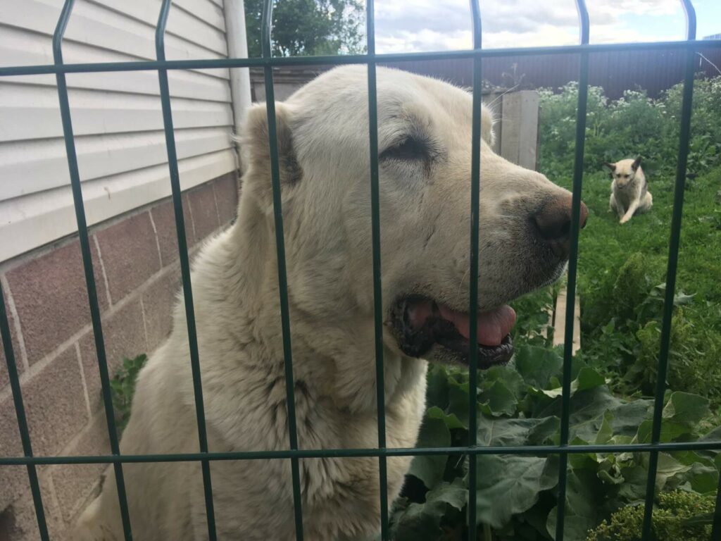 Белый алабай в приюте