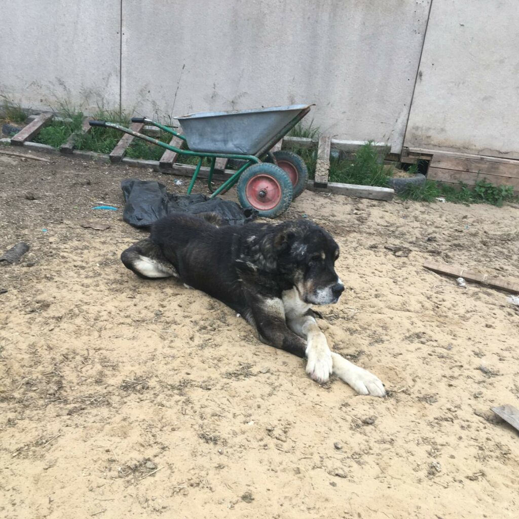 Истощенный алабай Мирон лежит на земле