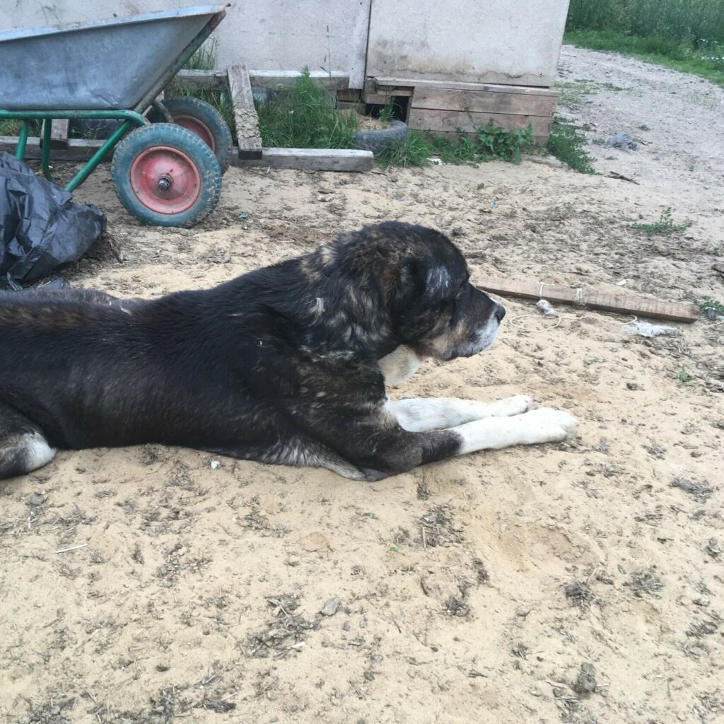 Бездомный алабай нуждается в помощи