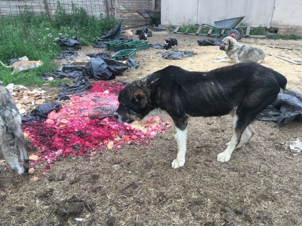 Истощенная среднеазиатская овчарка