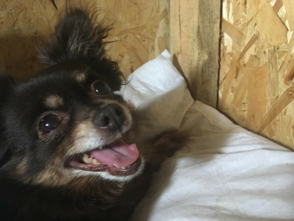 Черная чихуахуа улыбается