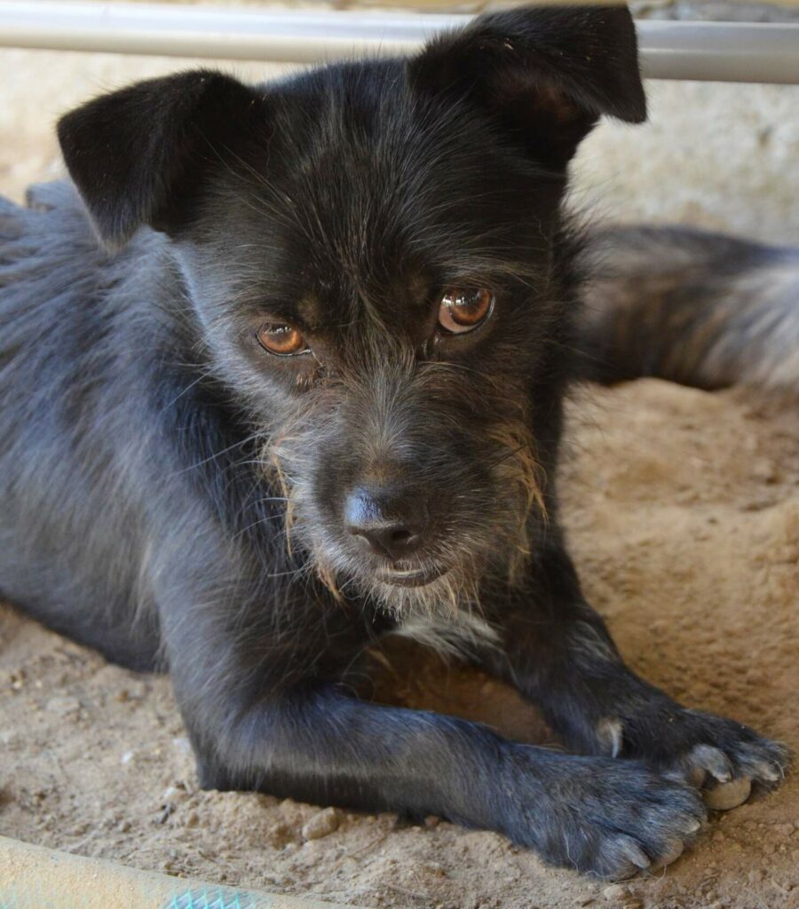 Черника прячется под скамейкой