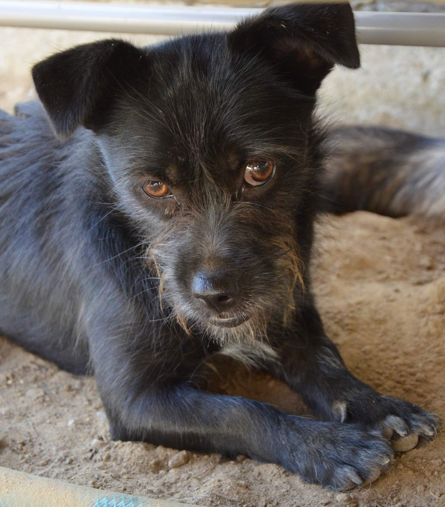 Черника прячется под скамейкой