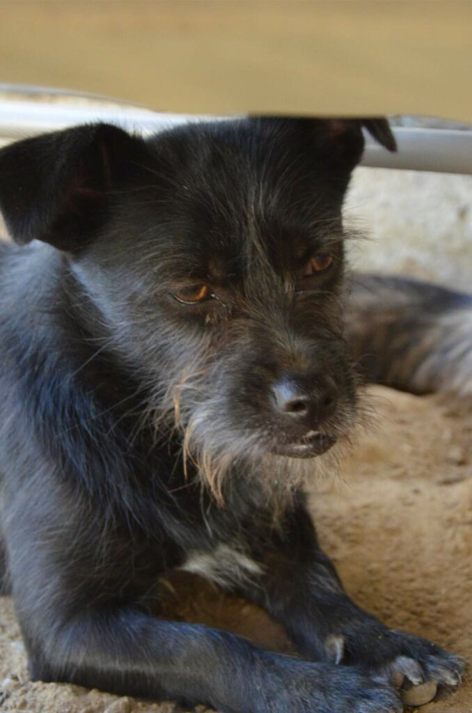 Черника прячется от жары под скамейкой