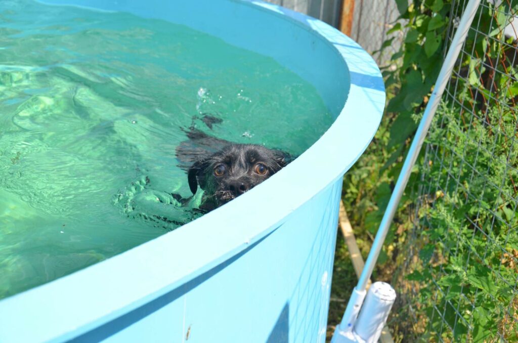 Черника отдыхает и плывёт в воде, терапевтическое купание