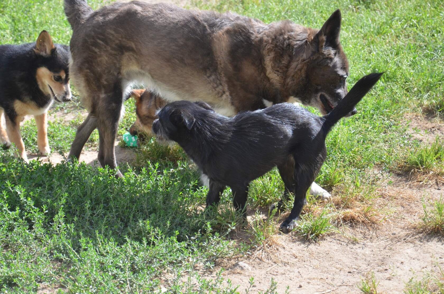 обаки играют вместе на передержке, Черничка среди них