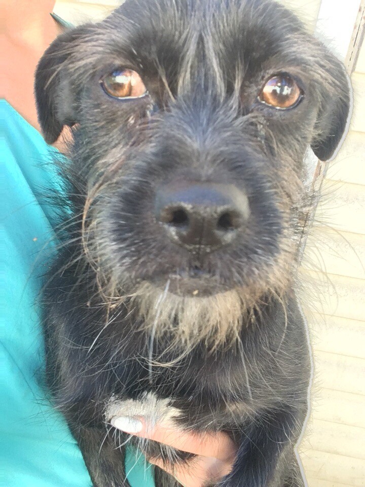 Маленькая черная собака Черника в добрые руки