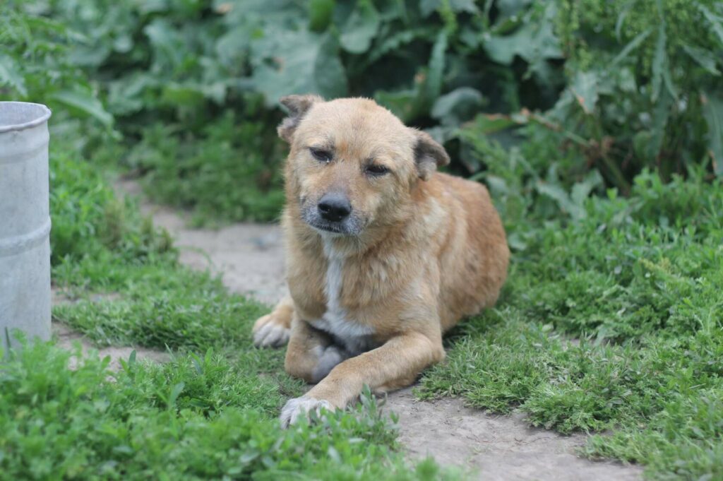 Рыжий пёс по кличке Джексон лежит на траве, спокойно смотрит вперёд, вокруг зелёные растения и садовая дорожка