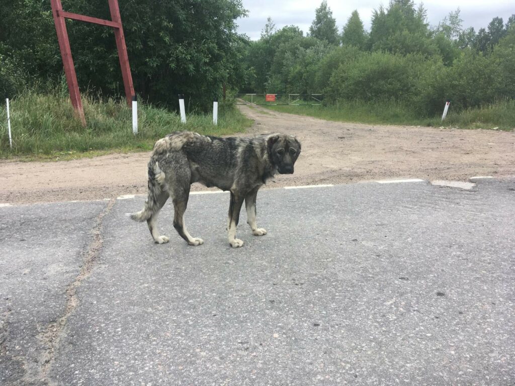Кавказская овчарка стоит на дороге у лесного кордона, настороженный взгляд, бездомная собака