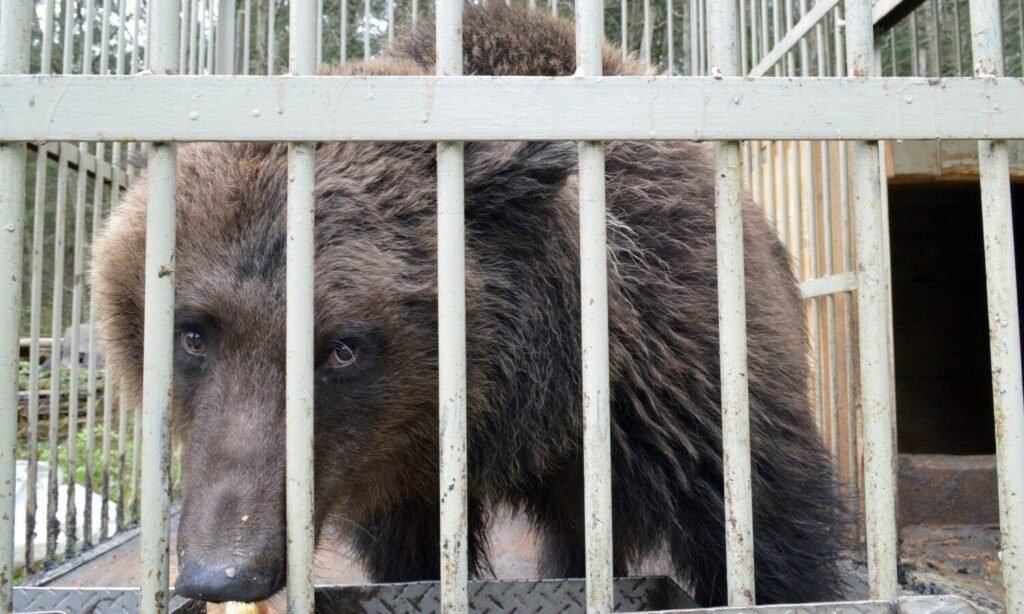 Феня- медведица в приюте