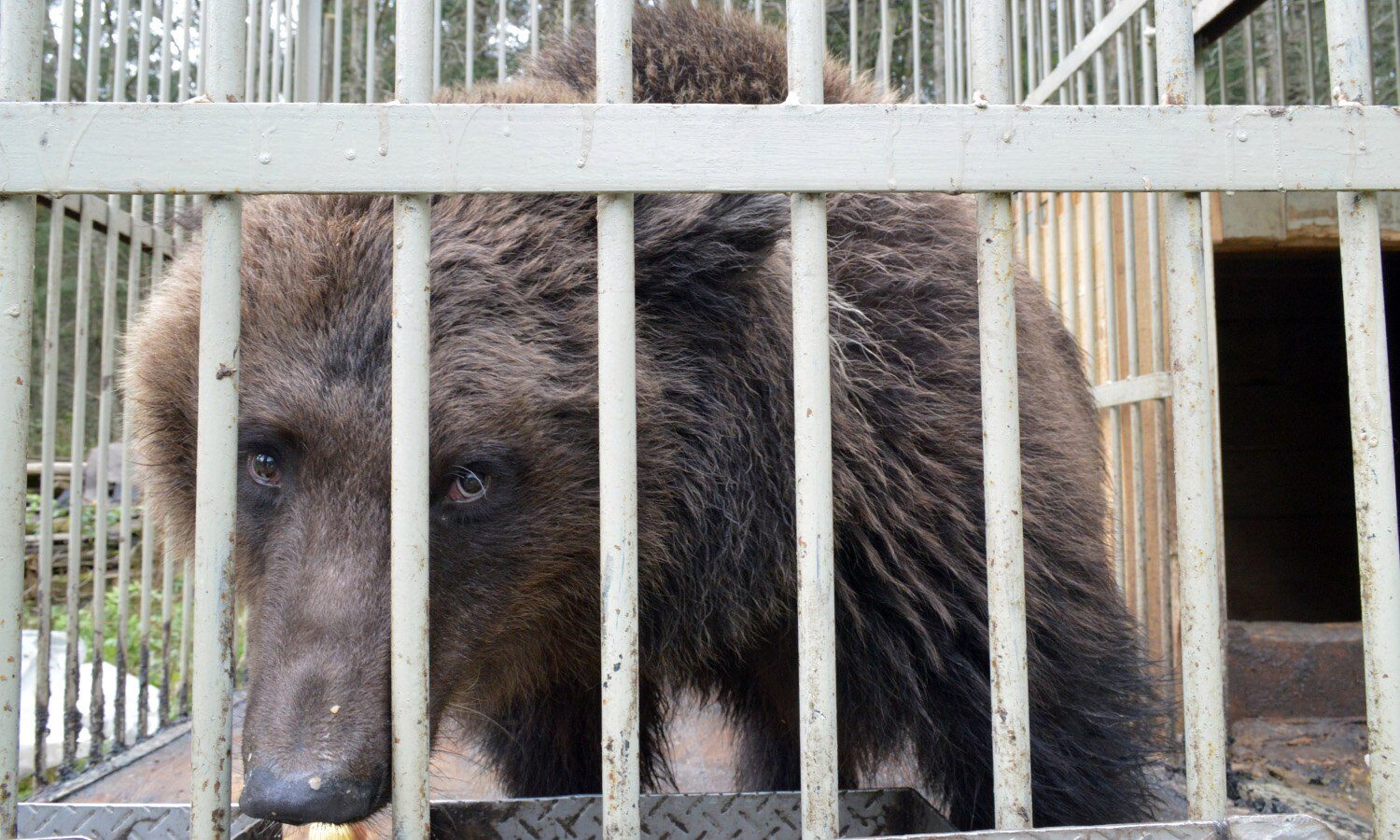 Феня- медведица в приюте