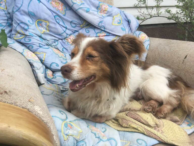 Маленькая собака в приюте по кличке Гномик отдыхает после отлова