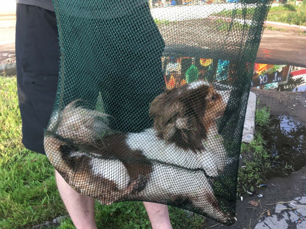 Отловленная бездомная маленькая собака в сетке