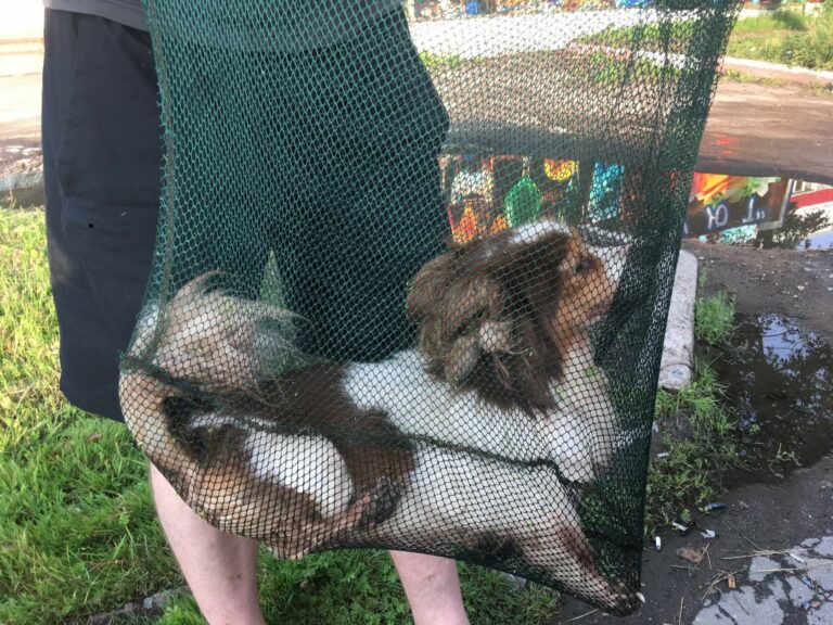 Отловленная бездомная маленькая собака в сетке