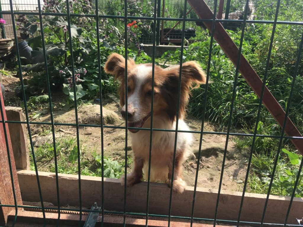 Гномик в приюте — рыже-белая маленькая собачка осторожно выглядывает из вольера