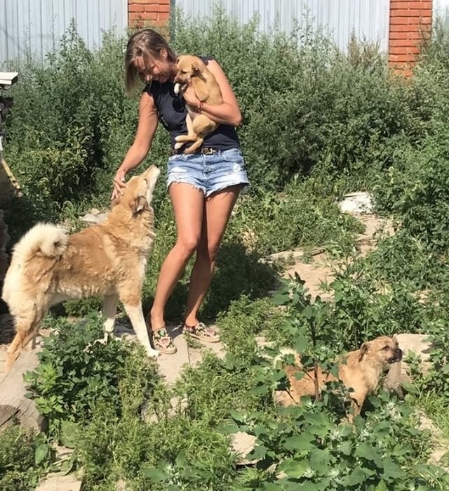 Девушка знакомится с собаками в приюте, щенок на руках