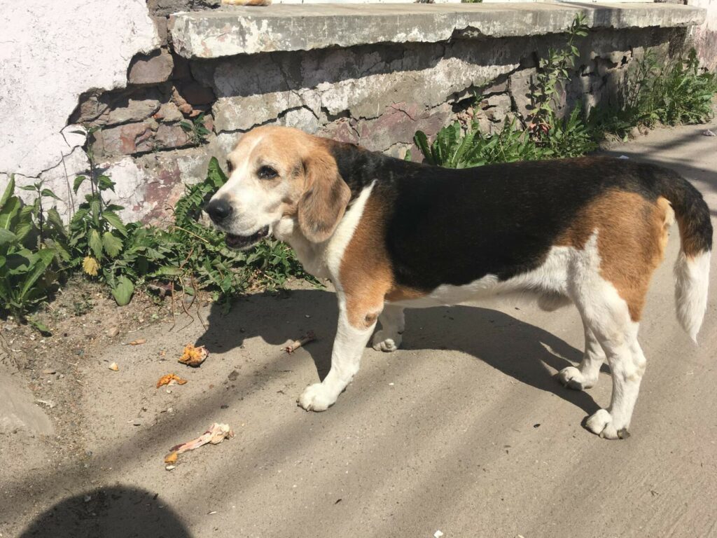 Пожилая беспородная собака на улице, спокойная, ухоженная, стоит у стены дома