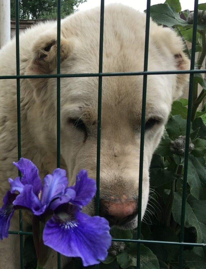 Среднеазиатская овчарка смотрит сквозь решётку, на переднем плане ирис