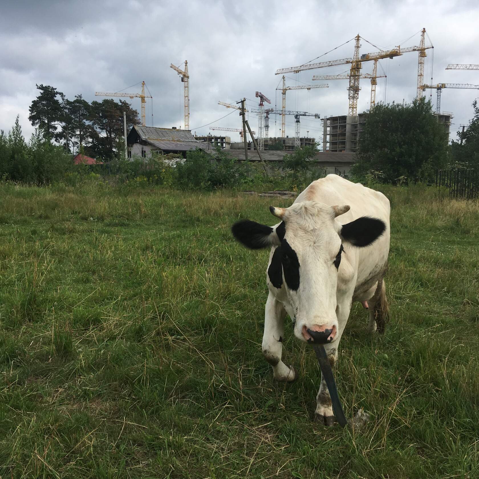 Корова стоит на травяном поле, слева человек с верёвкой, на заднем плане — башенные краны