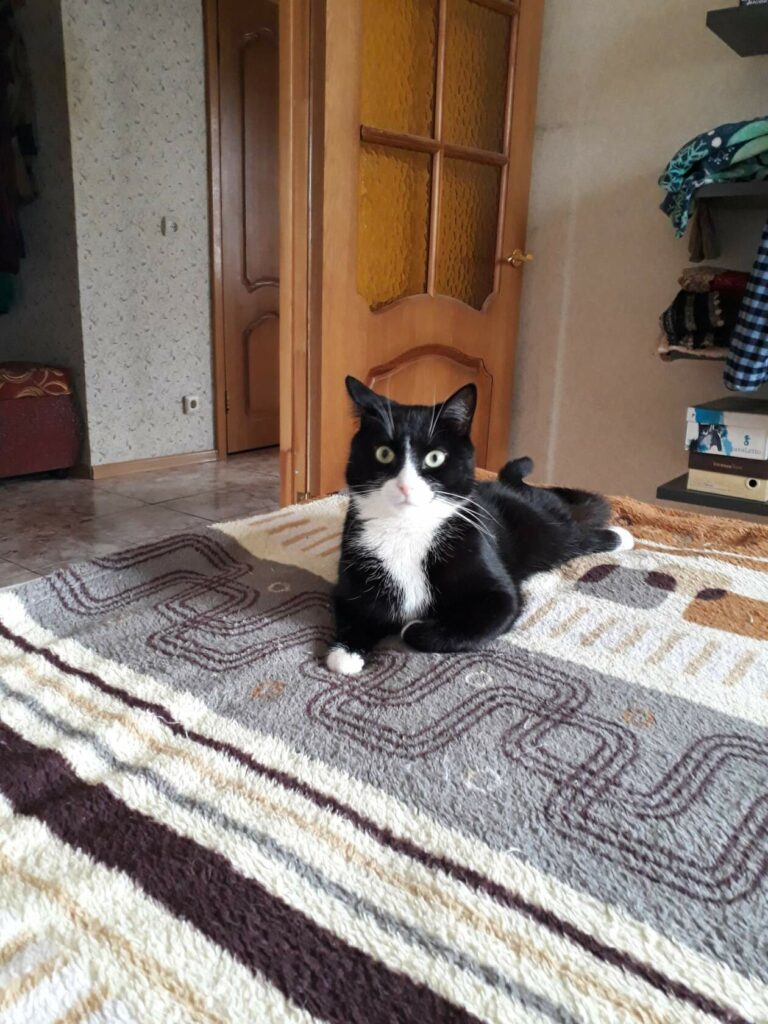 Черно-белый кот спинальник Ноябрин слежит на диване