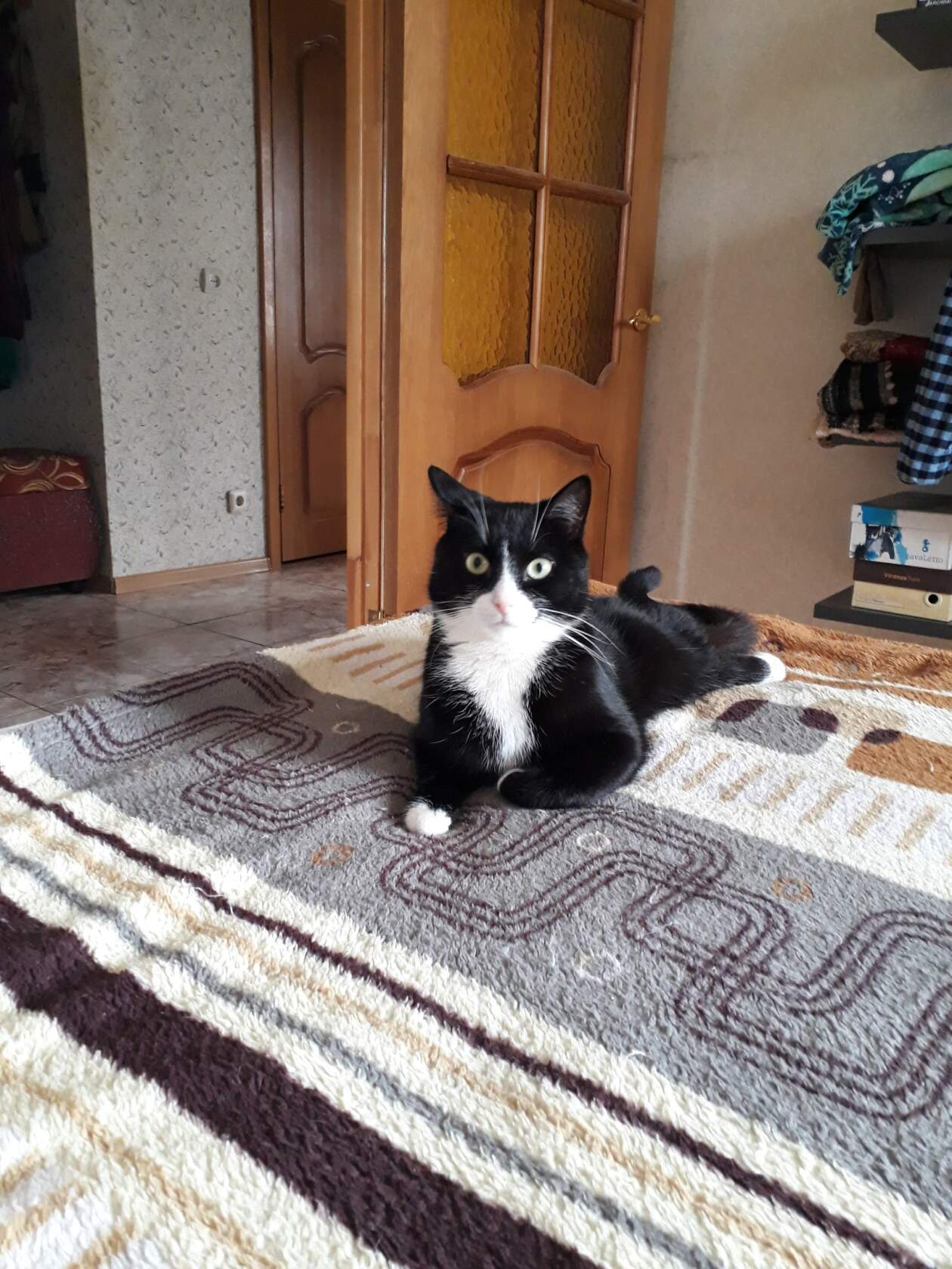 Черно-белый кот спинальник Ноябрин слежит на диване