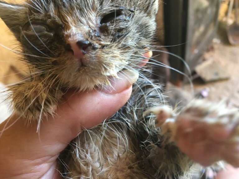Котёнок с тяжёлым воспалением глаза, получающий помощь после спасения