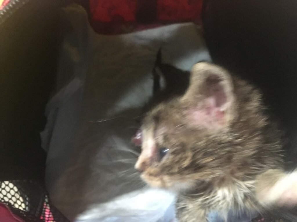 Котенок с больным глазом