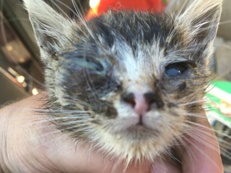 Котёнок с воспалением глаз, найденный в промзоне, на этапе лечения