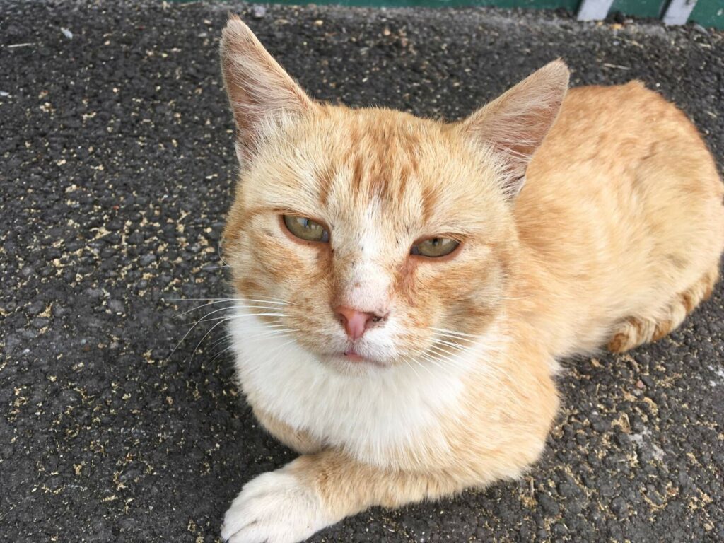 Бывшедомашний рыжий котик на улице