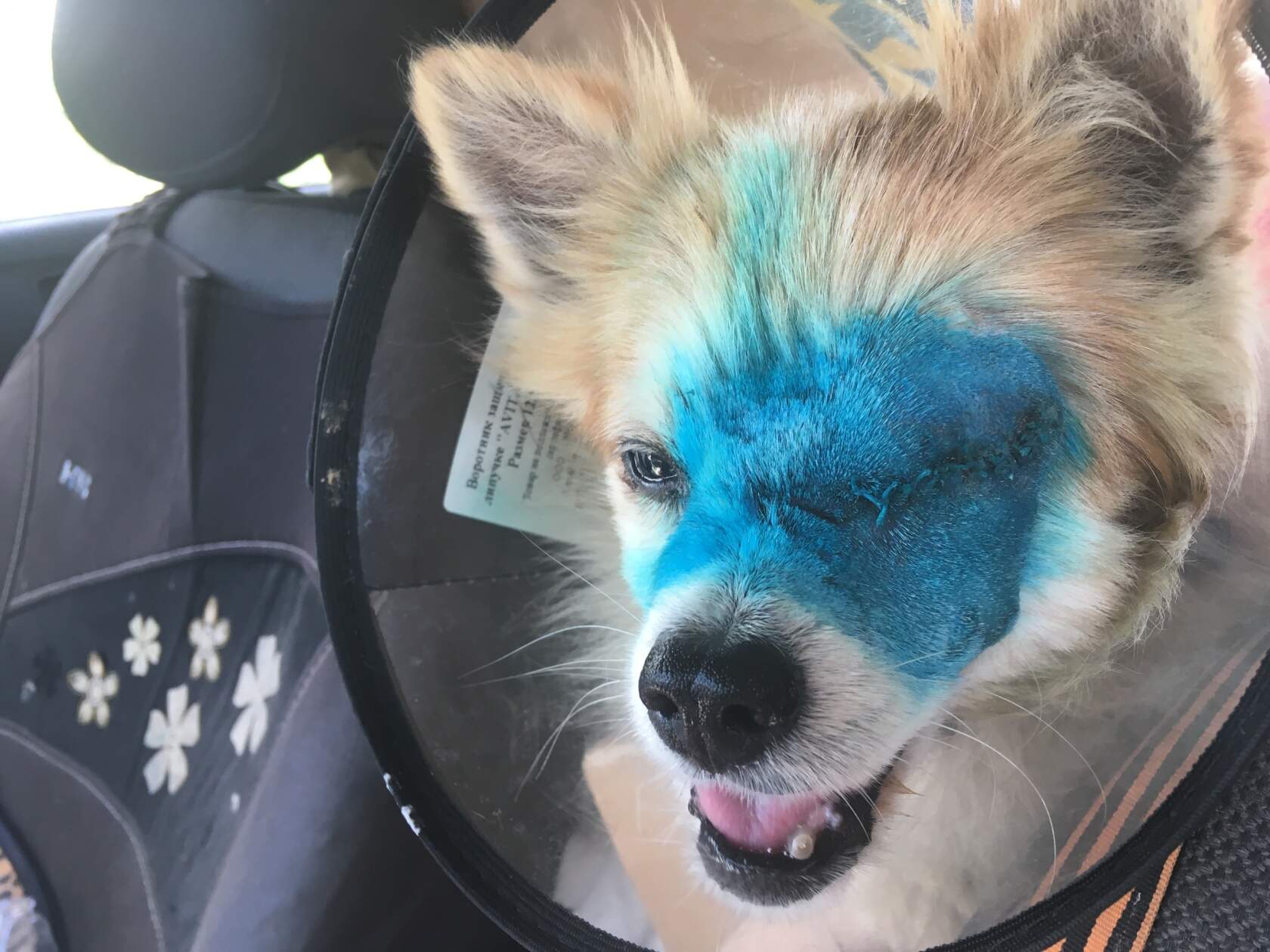 Бело-рыжий чихуахуа с травмой глаза после операции. Наложены швы.