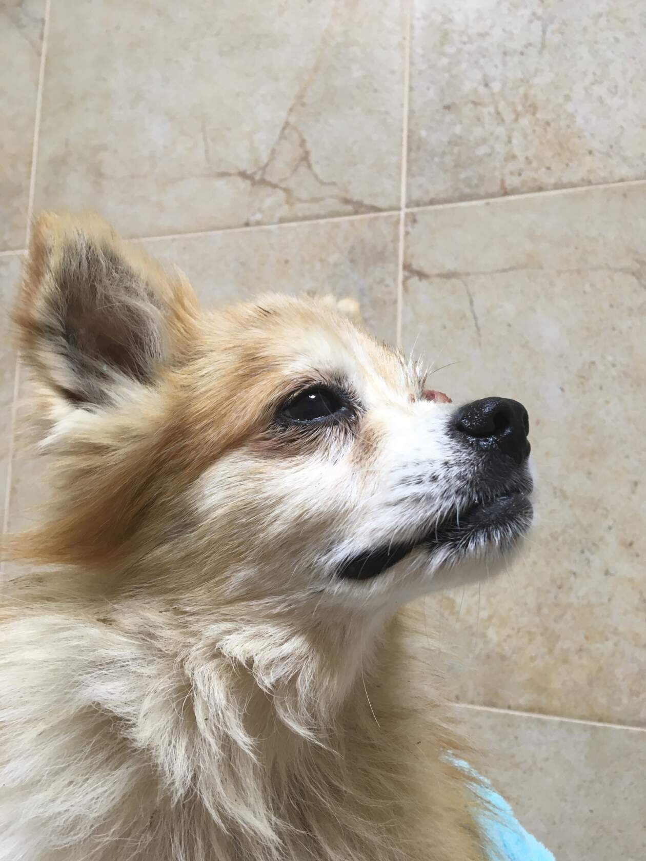 Рыже-белый чихуахуа с травмой глаза