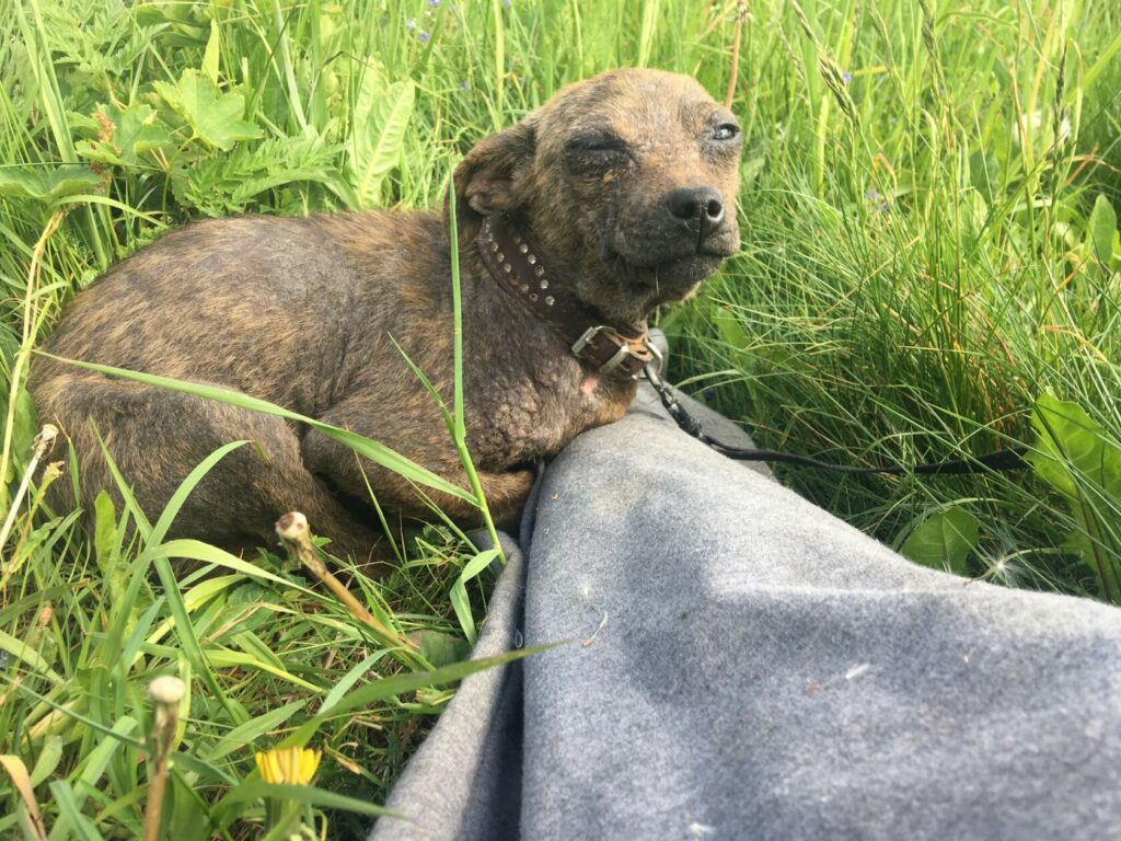 Маленькая приютская собачка возле ноги человека