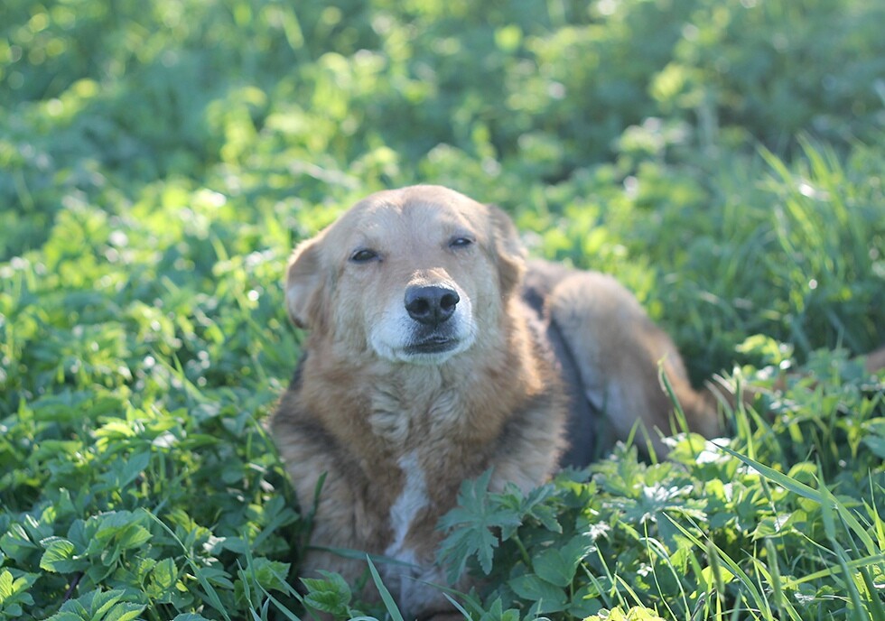 Лада из приюта для собак в Санкт-Петербурге — спокойная рыжая собака на природе